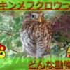 コキンメフクロウの生態を解説！名前の由来や鳴き声についてなど詳しく紹介！
